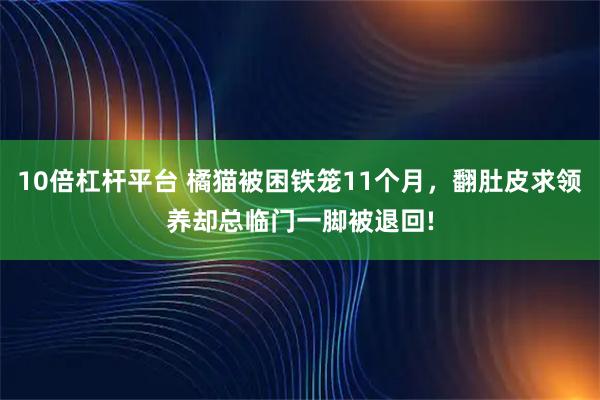 10倍杠杆平台 橘猫被困铁笼11个月，翻肚皮求领养却总临门一脚被退回!